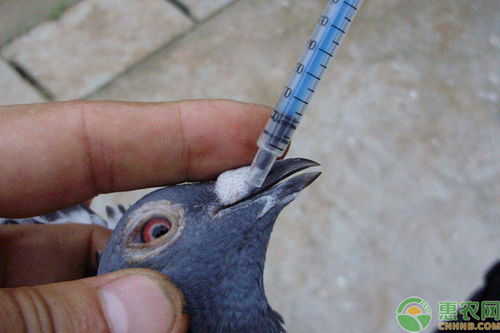 疫苗,鴿子,注意事項