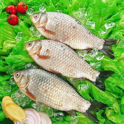 家里養(yǎng)鯽魚注意事項