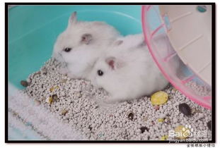 倉(cāng)鼠,注意事項(xiàng)