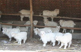 去勢,羔羊,注意事項(xiàng)