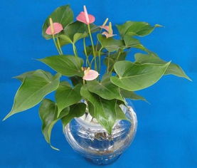 水陪金虎的養(yǎng)殖方法和注意事項