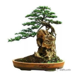 過(guò)程中,注意事項(xiàng),制作,有哪些