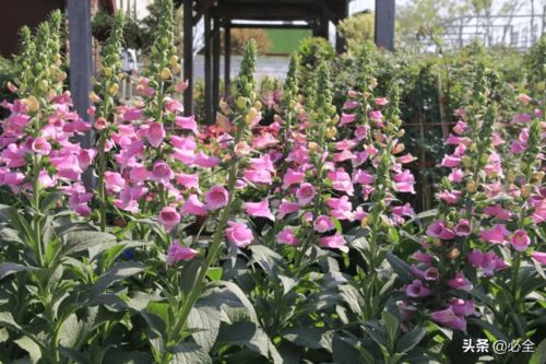 修剪,注意事項(xiàng),花灌木