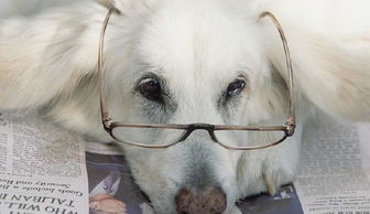 月經(jīng),小狗,注意事項