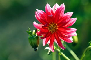 小麗花的養(yǎng)殖方法和注意事項,小麗花的養(yǎng)殖方法和注意事項有哪些,盆栽小麗花的養(yǎng)殖方法和注意事項