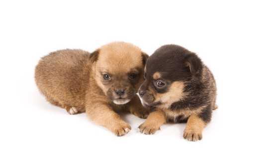 養(yǎng)小狗的注意事項,小狗到家注意事項,小狗打預防針注意事項