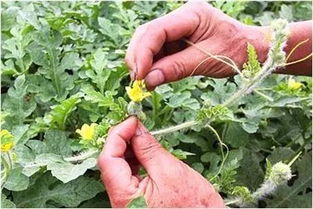 植物雜交授粉注意事項,黃瓜雜交授粉注意事項,西瓜授粉注意事項