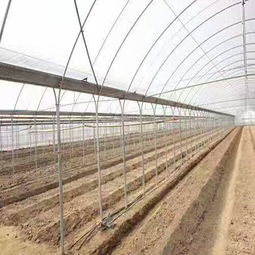 大棚,注意事項,蔬菜,結構