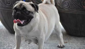 狗狗懷孕59天注意事項(xiàng)