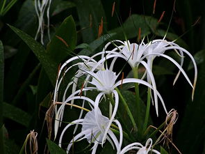 室內(nèi)養(yǎng)雞爪蘭有什么注意事項(xiàng)