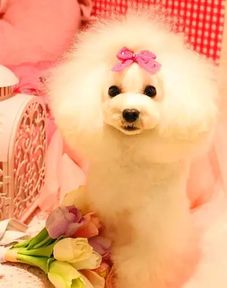 泰迪做月子注意事項