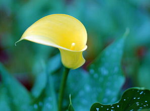 養(yǎng)殖,注意事項,迷迭香