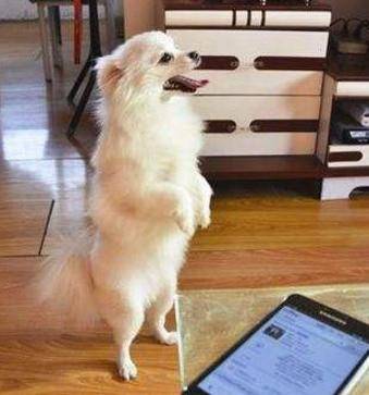 配種,注意事項(xiàng),博美