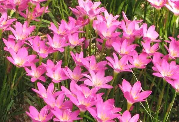 注意事項,韭蘭分株