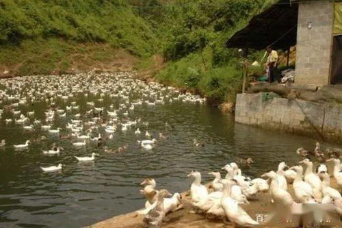 魚塘,開挖,注意事項(xiàng)