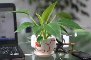 養(yǎng)殖,金鉆,注意事項,方法