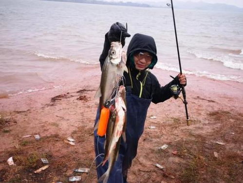 魚(yú)池放魚(yú)注意事項(xiàng),春季放魚(yú)注意事項(xiàng),放闖缸魚(yú)注意事項(xiàng)