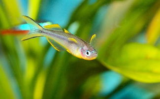 霓虹燈魚注意事項