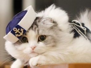 貓咪長途運輸注意事項,貓咪坐車注意事項,貓咪接生注意事項