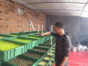 水培豆芽注意事項