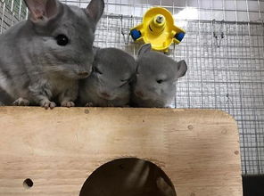 注意事項,龍貓,寶寶