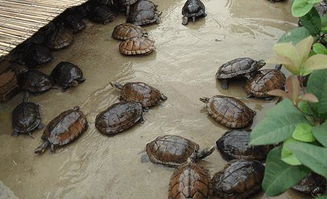 甲魚,注意事項(xiàng)