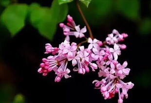 盆栽丁香花的養(yǎng)殖方法和注意事項(xiàng)