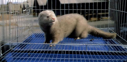 水貂交配注意事項(xiàng)