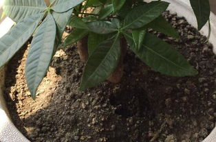 發(fā)財樹換花盆注意事項