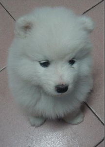 薩摩耶接生注意事項(xiàng)