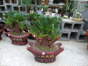 鐵樹海棠怎么種植方法和注意事項(xiàng)