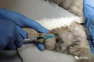 貓做絕育手術(shù)注意事項