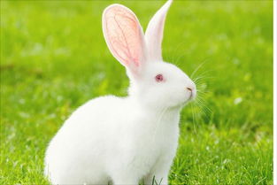 貓咪長(zhǎng)途運(yùn)輸注意事項(xiàng),冰箱長(zhǎng)途運(yùn)輸注意事項(xiàng),葡萄長(zhǎng)途運(yùn)輸注意事項(xiàng)