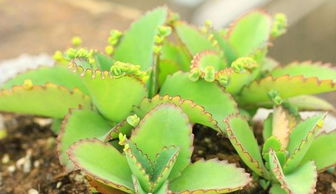 都有,每種,繁殖,注意事項