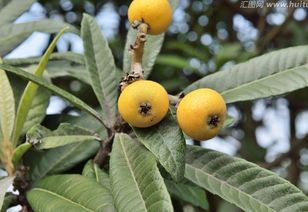 枇杷,樹種,注意事項