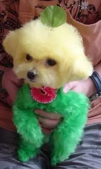 寵物染色注意事項(xiàng)