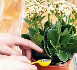 竹筒,注意事項,養(yǎng)花