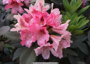 杜鵑的養(yǎng)護(hù)以及注意事項(xiàng),杜鵑紅山茶花注意事項(xiàng),杜鵑的養(yǎng)殖方法及注意事項(xiàng)