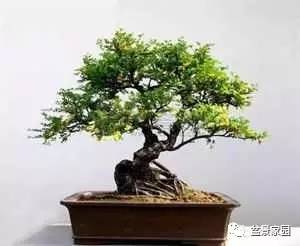 楠木移栽需要注意事項