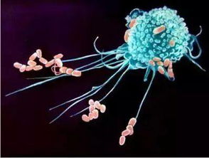 巨噬細(xì)胞吞噬中性紅注意事項(xiàng)