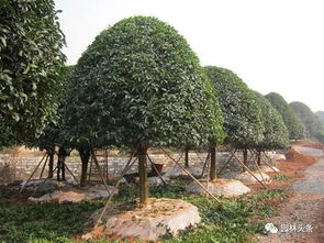 七里香樹苗移栽注意事項