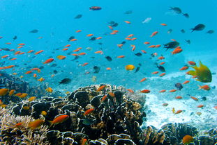 斯米蘭島浮潛注意事項