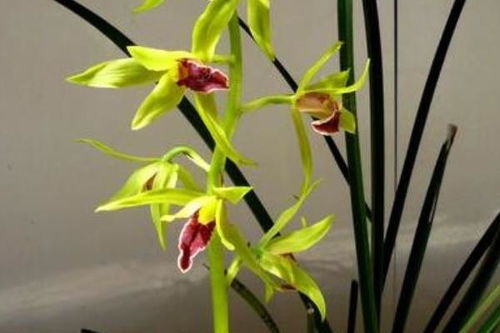 養(yǎng)殖,大葉,注意事項(xiàng),方法