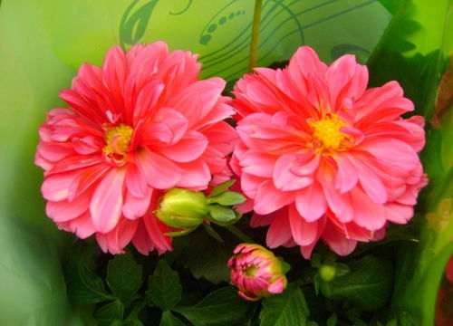 小麗,養(yǎng)殖,注意事項,方法