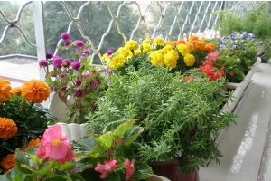 夏季,注意事項(xiàng),養(yǎng)花,家庭