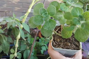 碰碰香扦插注意事項