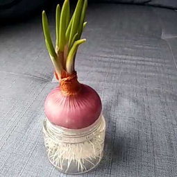 怎么水培洋蔥注意事項