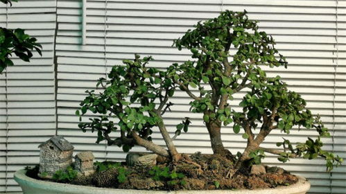 金枝玉葉,修剪,注意事項,步驟