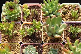 肉肉繁殖方法和注意事項