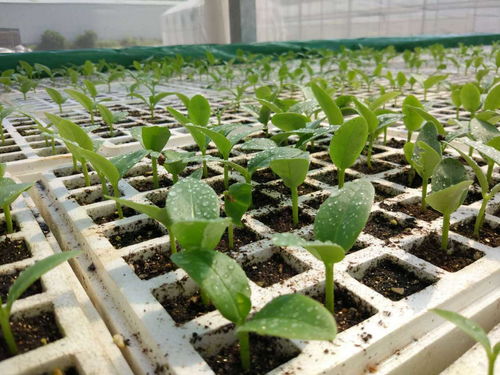 菜苗,有什么,移栽,注意事項(xiàng)